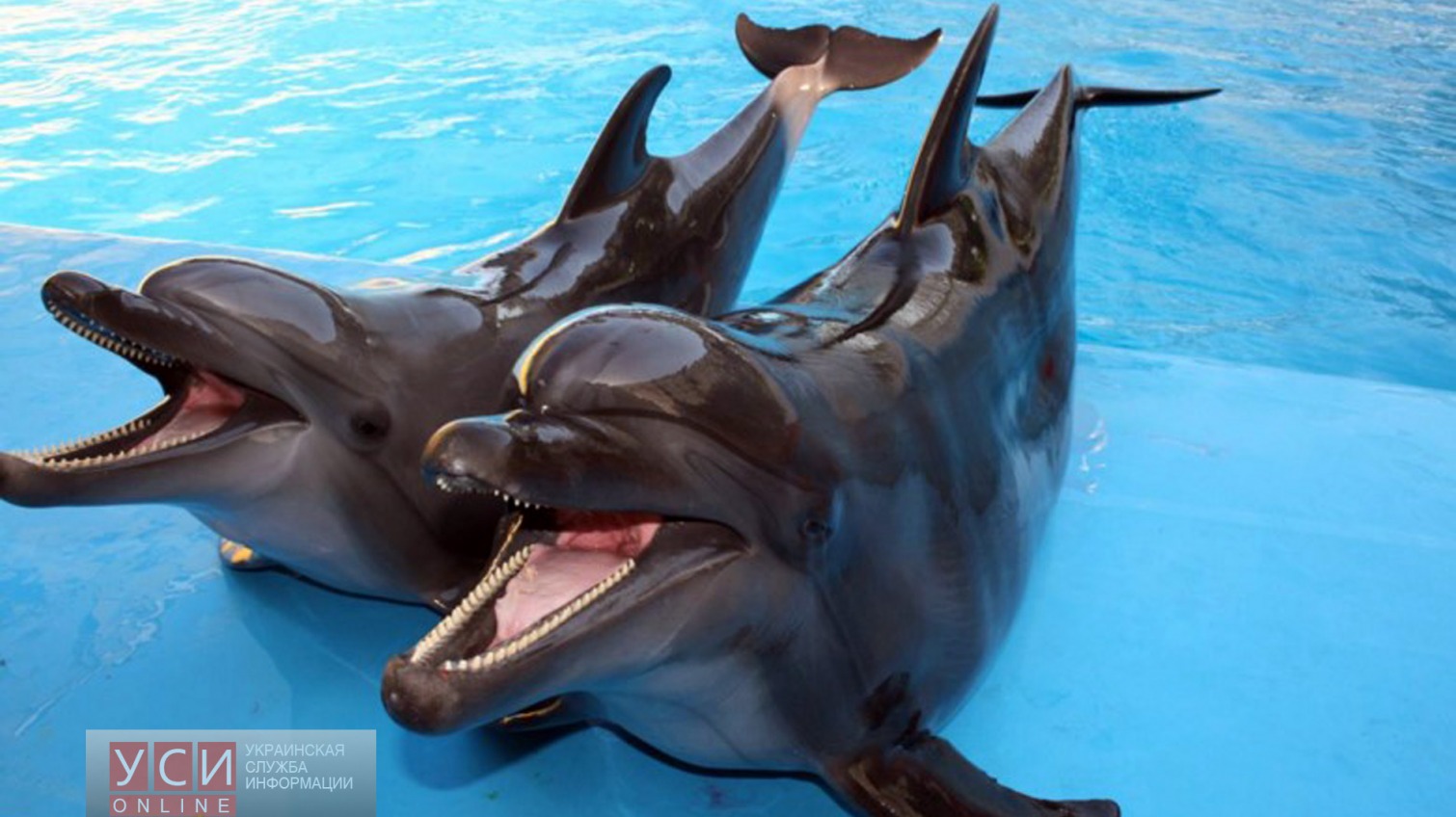 Одесский дельфинарий нужно закрыть – мнение «фото»