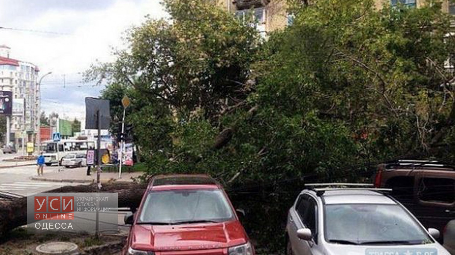 В Одессе непогода валит деревья и рушит авто «фото»