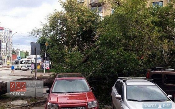 В Одессе непогода валит деревья и рушит авто «фото»