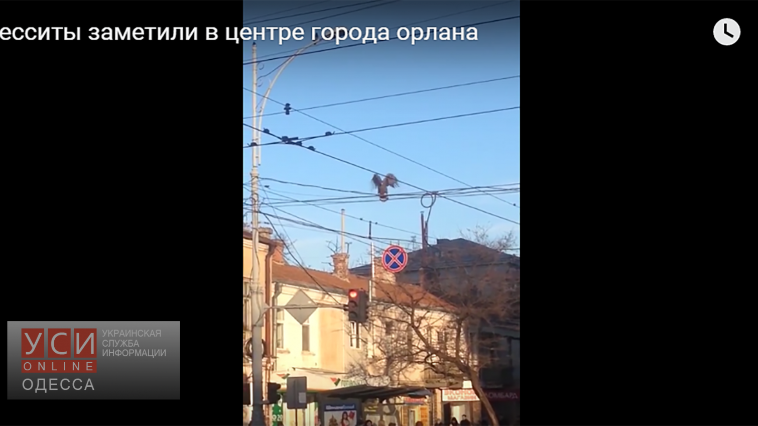 Над Одессой кружит орлан, улетевший из зоопарка (ВИДЕО) «фото»