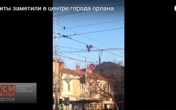 Над Одессой кружит орлан, улетевший из зоопарка (ВИДЕО) usionline.com Над Одессой кружит орлан, улетевший из зоопарка (ВИДЕО) «фото»