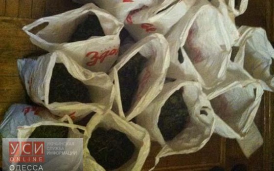 Одессит накопил дома 20 килограммов конопли (фото) usionline.com Одессит накопил дома 20 килограммов конопли (фото) «фото»