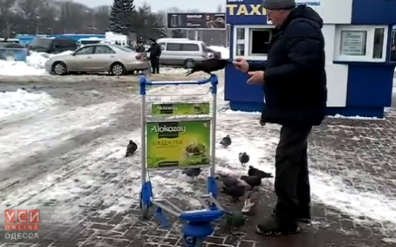 В Одесском аэропорту живет ручной ворон (видео) usionline.com В Одесском аэропорту живет ручной ворон (видео) «фото»