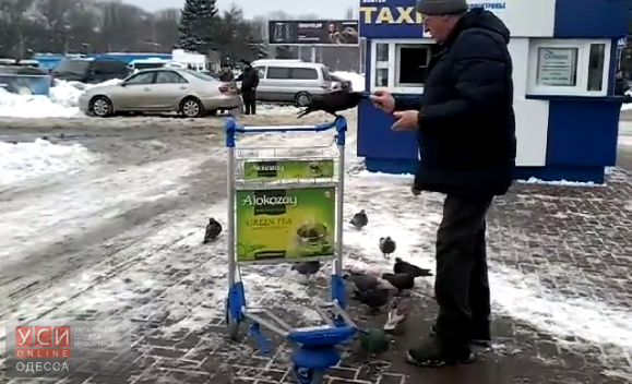 В Одесском аэропорту живет ручной ворон (видео) «фото»