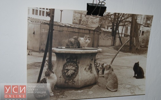 Одесские колодцы попали в коллекцию известного городского фотографа (фото) usionline.com Одесские колодцы попали в коллекцию известного городского фотографа (фото) «фото»