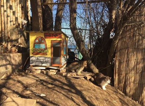 Одесские коты встречают весну в новых домиках (фото) «фото»