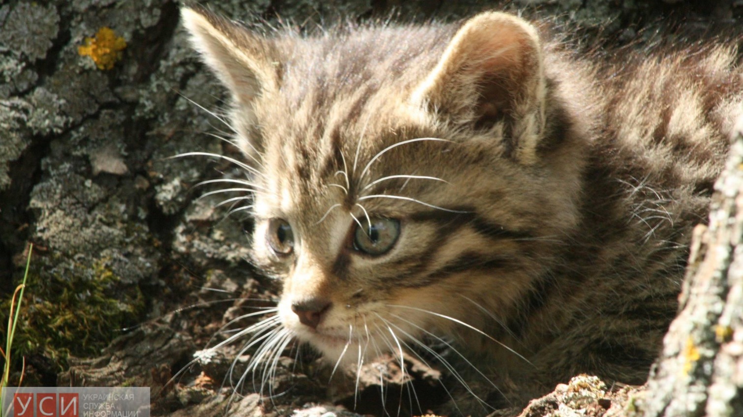 В национальном природном парке живодеры убили краснокнижного кота «фото»
