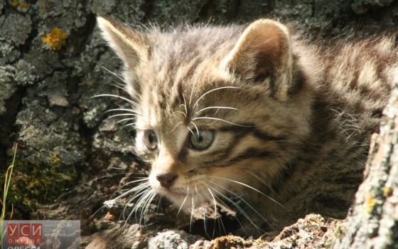 В национальном природном парке живодеры убили краснокнижного кота «фото»