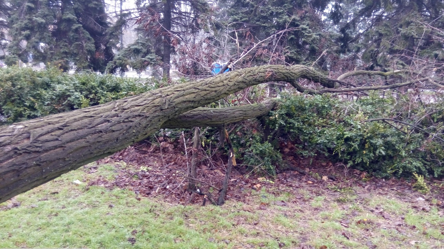 На Куликовом Поле рухнуло ветхое дерево (фото) «фото»