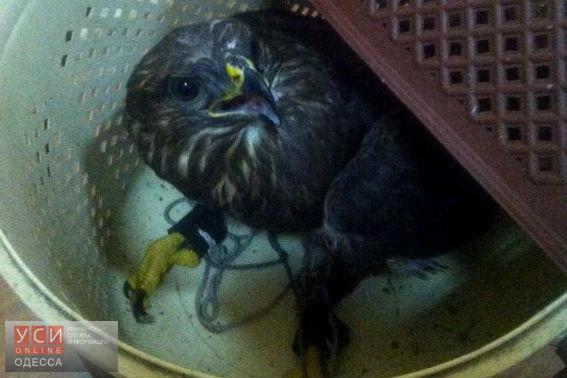 Полиция отобрала у фотографа ястреба и сдала птицу в зоопарк «фото»