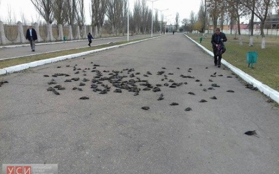 Жители Измаила в шоке: с неба падали мертвые птицы «фото»