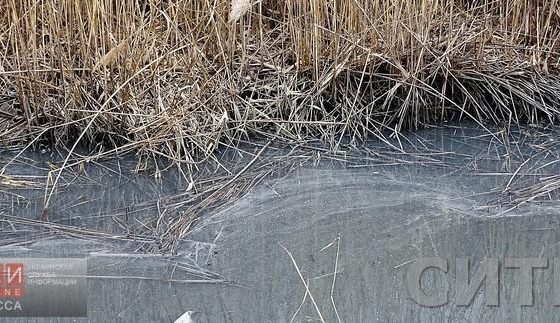 Рыбзавод превратил Лебяжье озеро в Измаиле в помойку «фото»