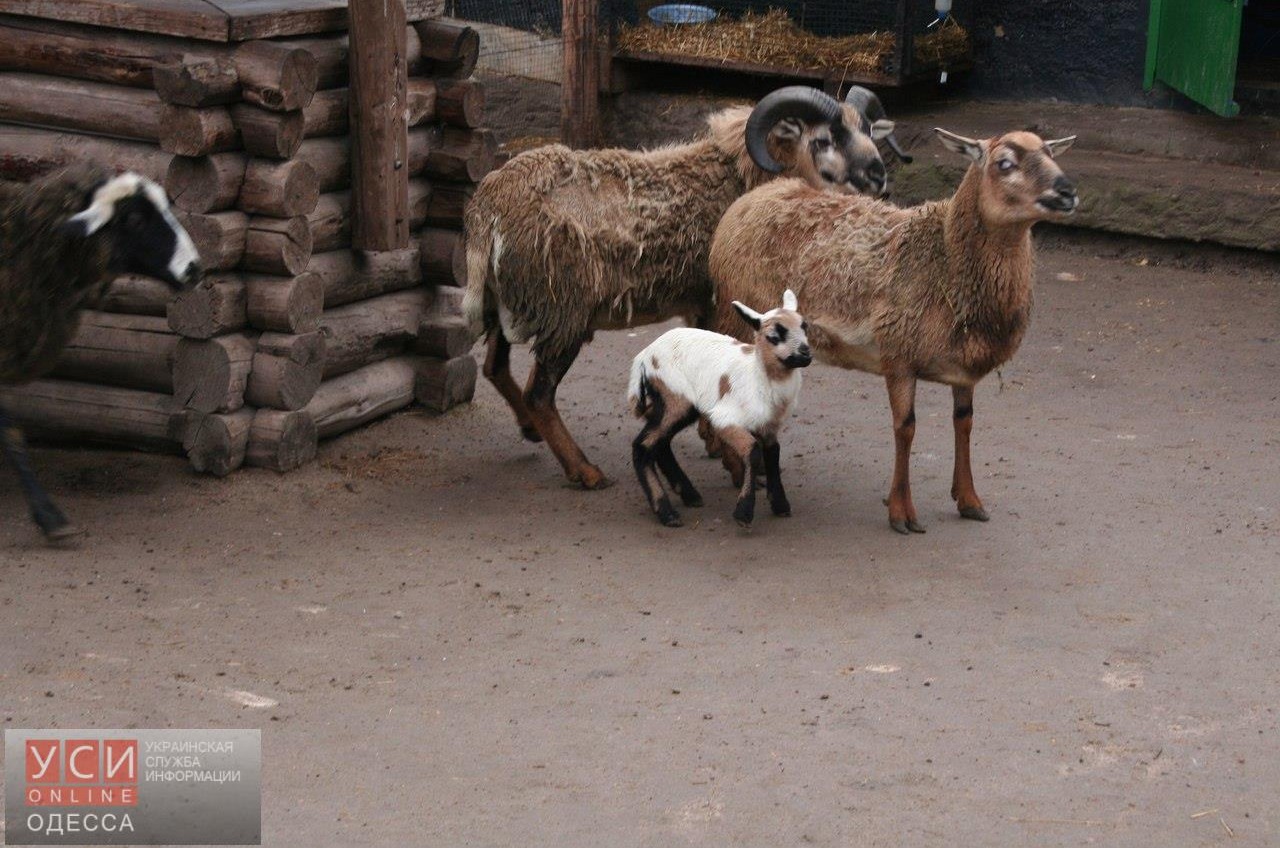 В Одесском зоопарке появились чудные малыши (фото) «фото»