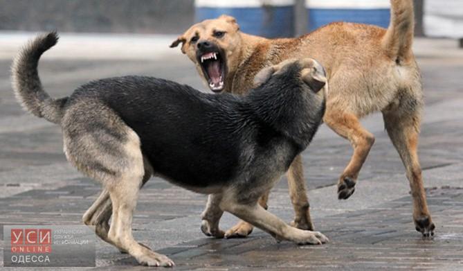 Количество бродячих собак в Одессе сократилось в пять раз «фото»