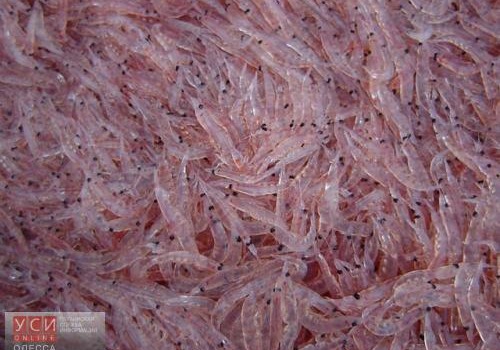 Промышленная добыча морепродуктов в Одесской области увеличилась за счет криля «фото»
