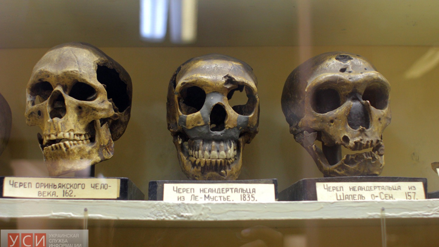Чучела, скелеты и черепа: одесские зоологи показали свои сокровища (фото) «фото»