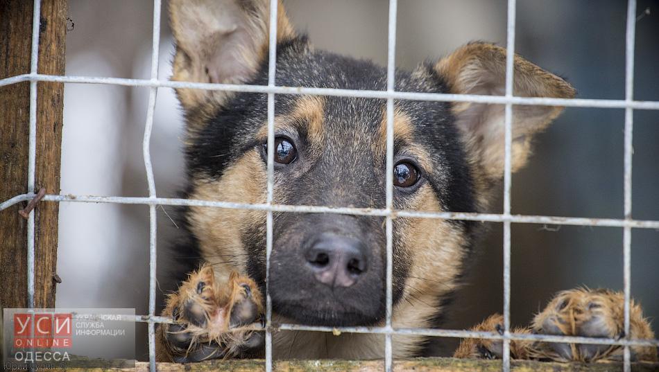 В Белгороде-Днестровском начали отлов бездомных собак «фото»