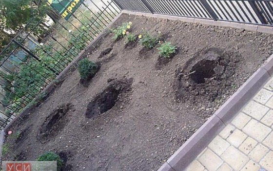 Одесситы ограбили уникальную клумбу «фото»