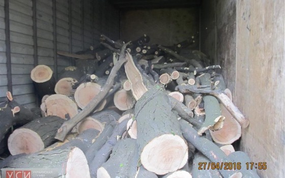 Скандал в Фонтанке: вдоль кладбища вырубают здоровые деревья (фото, документ) «фото»