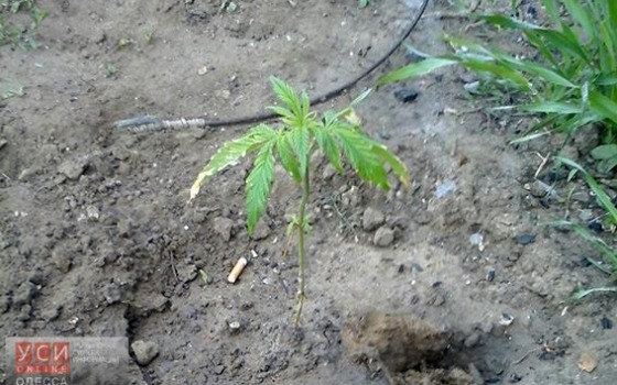 В Одесской области правоохранители обнаружили первые посевы конопли (фото) «фото»