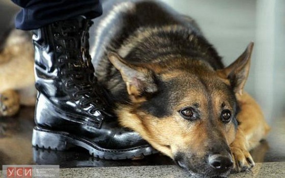 Полиция опровергла информацию о взрыве жилого дома на Александра Невского «фото»