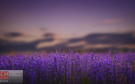 В Одесской области появятся лавандовые поля «фото»