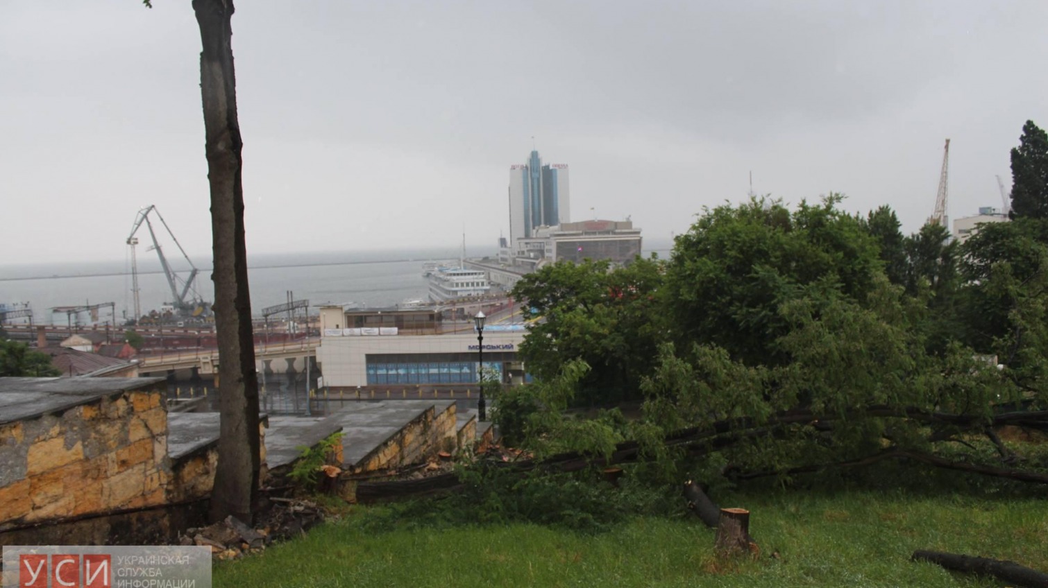 Возле Потемкинской лестницы коммунальщики пилят десятки деревьев (фото) «фото»