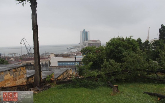 Возле Потемкинской лестницы коммунальщики пилят десятки деревьев (фото) «фото»