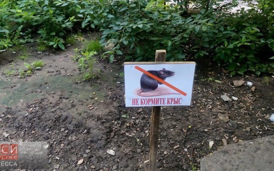 Фотофакт: одесситов просят не подкармливать крыс «фото»