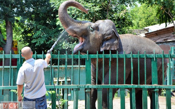 Жара в Одессе: самую большую обитательницу Одесского зоопарка поливают из шланга (фото) «фото»
