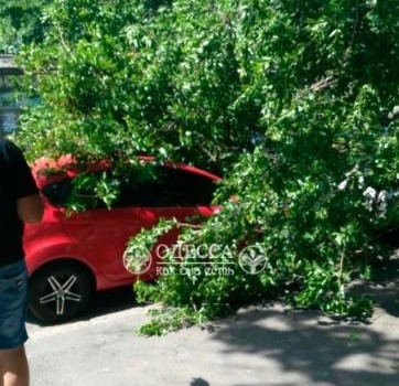 Ветка упала на автомобиль и электропровода в центре Одессы (фото) «фото»