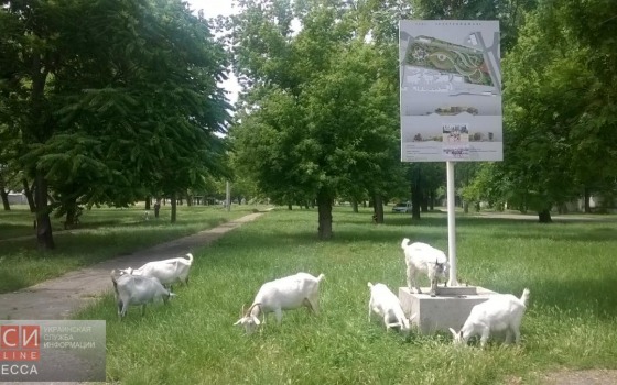 На месте обещанного Азербайджанского парка выпасают коз (фото) «фото»