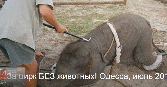 Одесские зоозащитники анонсировали пикет против самого большого цирка в Украине «фото»