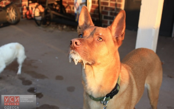 В Одессе закупят вакцины против бешенства животных «фото»