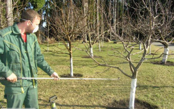 В Одессе сформируют специальную бригаду для борьбы с вредоносными насекомыми «фото»