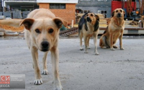 В райцентре под Одессой собаки терроризируют местных жителей «фото»