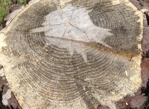 «Незаконная» вырубка Савранского леса оказалась санитарной обработкой (фото, документ) «фото»