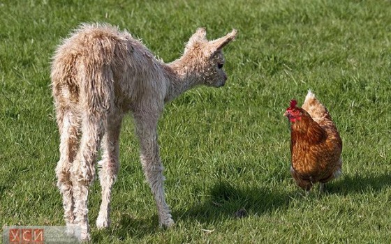 В Одесском зоопарке родился еще один пушистый малыш «фото»