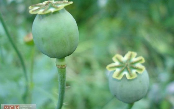 Измаильские полицейские ищут мак и коноплю «фото»