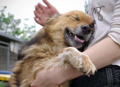 Немецкие зоозащитники помогут работе приюта в Белгороде-Днестровском «фото»