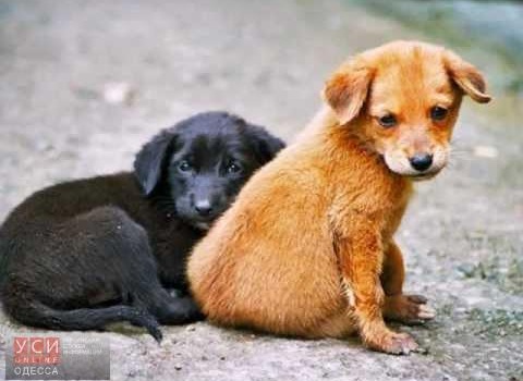 В Одессе подсчитали бездомных собак «фото»