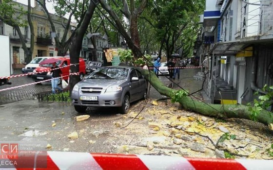 В центре Одессы обрушилось дерево: постардала иномарка и соседнее здание (фото) «фото»