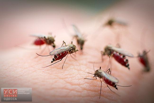 В Одессе – “комариное нашествие”: по мнению эколога, проблемой должны заняться чиновники «фото»