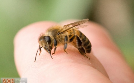 Одесских полицейских вызвали усмирять пчел «фото»