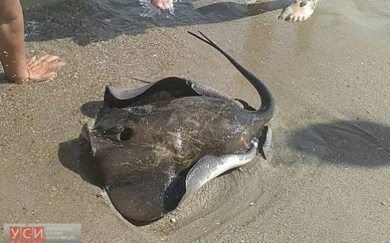 Морские скаты появились в море у Затоки (фото) usionline.com Морские скаты появились в море у Затоки (фото) «фото»