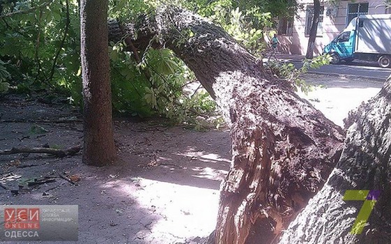 В центре Одессы старая акация обрушилась на два автомобиля (фото) «фото»
