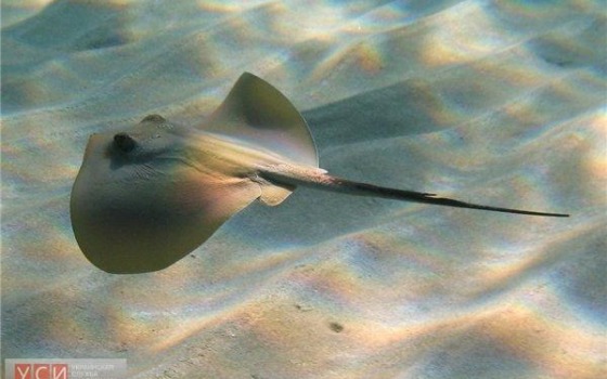 На одесских пляжах завелись опасные скаты «фото»