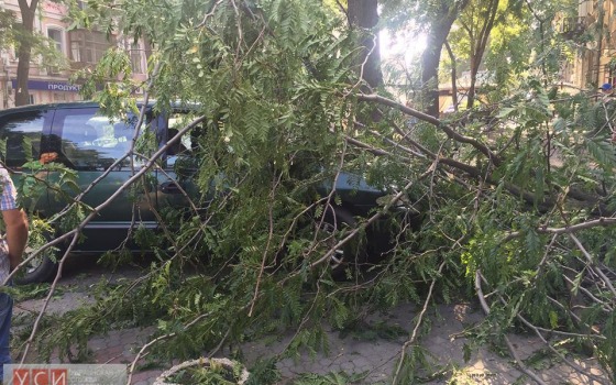 Большая ветка разбила автомобиль на Жуковского (фото) usionline.com Большая ветка разбила автомобиль на Жуковского (фото) «фото»