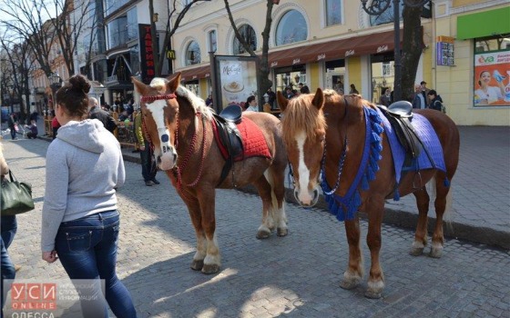 В Одессе на пешеходном переходе две наездницы направили лошадей галопом в толпу людей «фото»
