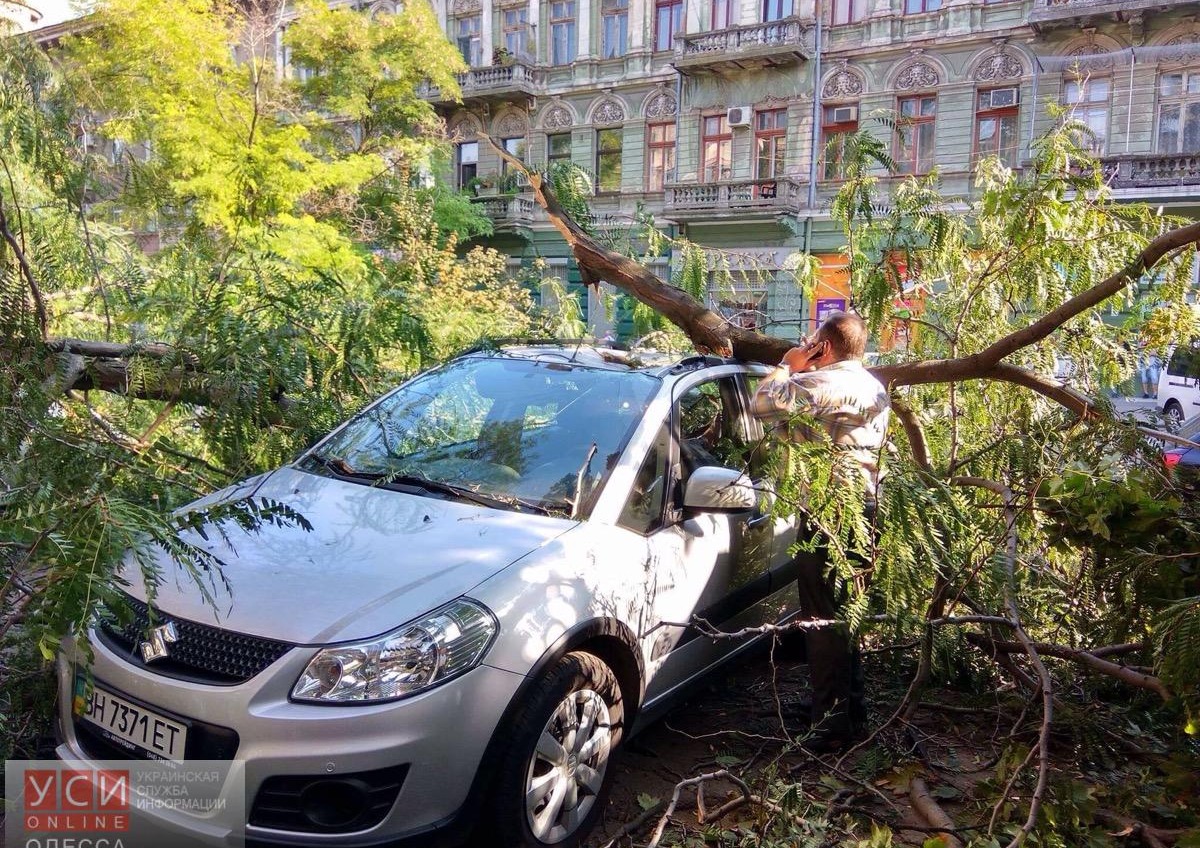 В центре Одессы упавшая ветка разбила несколько машин (фото) «фото»
